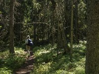 S, Vasternorrlands lan, Ornskoldsvik, Skuleskogen 8, Saxifraga-Jan van der Straaten