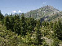 CH, Wallis, Riederalp, Aletschwald 1, Saxifraga-Willem van Kruijsbergen