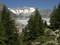 CH, Wallis, Riederalp, Aletschwald 11, Saxifraga-Willem van Kruijsbergen