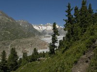 CH, Wallis, Riederalp, Aletschwald 12, Saxifraga-Willem van Kruijsbergen