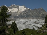 CH, Wallis, Riederalp, Aletschwald 14, Saxifraga-Willem van Kruijsbergen