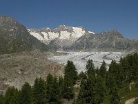 CH, Wallis, Riederalp, Aletschwald 15, Saxifraga-Willem van Kruijsbergen