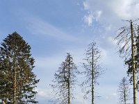 Dead Spruce trees (Picea sp.), due to forest fire  Dead Spruce trees (Picea sp.), due to forest fire : dead, flora, floral, forest, natural, nature, picea, spruce, tree, trees, trunk, trunks, woodland, branch, branches, fallen, fire, footpath, forest fire, grass, no people, nobody, outside, path, remains, rural, rural landscape, rural scene