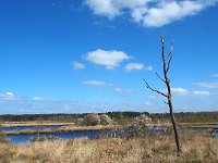 NL, Drenthe, Westerveld, Holtveen 17, Saxifraga-Hans Dekker