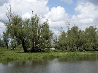 NL, Noord-Brabant, Drimmelen, Keesjes Jan Killeke 30, Saxifraga-Willem van Kruijsbergen