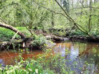 NL, Noord-Brabant, Hilvarenbeek, Reusel in De Hertgang 13, Saxifraga-Tom Heijnen