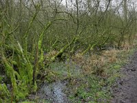 NL, Noord-Brabant, Valkenswaard, De Elshouters 9, Saxifraga-Tom Heijnen