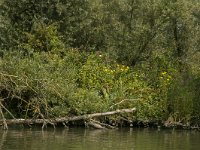 NL, Zuid-Holland, Dordrecht, Helsloot 23, Saxifraga-Marijke Verhagen