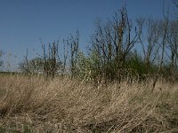 NL, Zuid-Holland, Dordrecht, Oosthaven 1, Saxifraga-Jan van der Straaten