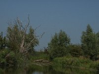 NL, Zuid-Holland, Dordrecht, Zoetemelkskil 14, Saxifraga-Jan van der Straaten