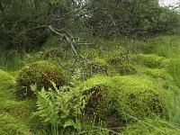 B, Liege, Eupen, Brackvenn 4, Saxifraga-Willem van Kruijsbergen