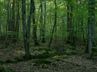 F, Allier, Agonges, Foret de Bagnolet 1, Saxifraga-Dirk Hilbers