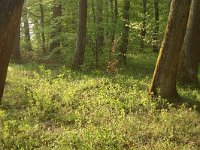 F, Allier, Agonges, Foret de Bagnolet 2, Saxifraga-Dirk Hilbers