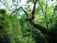 F, Ardeche, Vans, Bois de Paiolive 12, Saxifraga-Dirk Hilbers