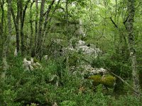 F, Ardeche, Vans, Bois de Paiolive 9, Saxifraga-Dirk Hilbers