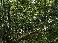 F, Ariege, Couflens, Bois de la Baume 2, Saxifraga-Willem van Kruijsbergen