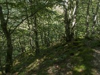 F, Ariege, Couflens, Bois de la Baume 4, Saxifraga-Willem van Kruijsbergen