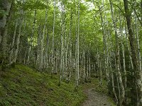 F, Ariege, Couflens, Cirque d Anglade 5, Saxifraga-Willem van Kruijsbergen