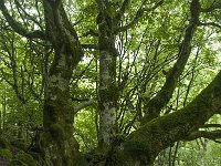 F, Ariege, Ustou, Cirque de Cagateille 7, Saxifraga-Willem van Kruijsbergen