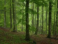 F, Lozere, Bassurels, Mont Aigoual 3, Saxifraga-Dirk Hilbers