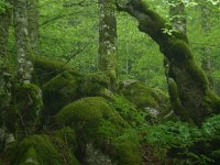 F, Lozere, Bassurels, Mont Aigoual 5, Saxifraga-Dirk Hilbers