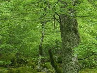 F, Lozere, Bassurels, Mont Aigoual 7, Saxifraga-Dirk Hilbers