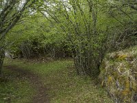 F, Lozere, Fraissinet-de-Fourques, Nimes-le-Vieux 67, Saxifraga-Willem van Kruijsbergen