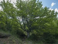 F, Lozere, Le Pompidou, l' Hospitalet 26, Saxifraga-Willem van Kruijsbergen