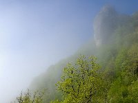 F, Lozere, Vebron 1, Saxifraga-Elisabeth Raboin