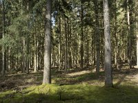 F, Nievre, Dun-les-Places, Bois de Chaumont 6, Saxifraga-Willem van Kruijsbergen