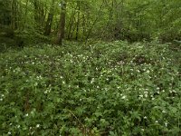 F, Nievre, Dun-les-Places, les Pres des Cheventes 7, Saxifraga-Willem van Kruijsbergen