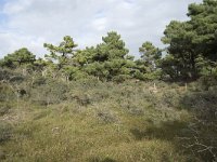 F, Pas-de-Calais, Wimereux, Dunes de la Slack 26, Saxifraga-Willem van Kruijsbergen