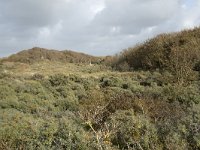 F, Pas-de-Calais, Wimereux, Dunes de la Slack 38, Saxifraga-Willem van Kruijsbergen