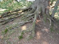 D, Niedersachsen, Meppen, Borckener Paradies 1, Saxifraga-Mark Zekhuis