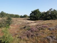 D, Niedersachsen, Meppen, Borckener Paradies 3, Saxifraga-Mark Zekhuis