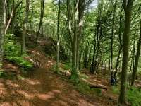 D, Rheinland-Pfalz, Gerolstein, Gerolsteiner Dolomiten 10, Saxifraga-Tom Heijnen