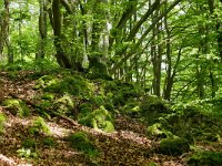 D, Rheinland-Pfalz, Gerolstein, Gerolsteiner Dolomiten 2, Saxifraga-Tom Heijnen