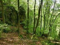 D, Rheinland-Pfalz, Gerolstein, Gerolsteiner Dolomiten 4, Saxifraga-Tom Heijnen