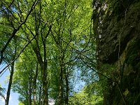 D, Rheinland-Pfalz, Gerolstein, Gerolsteiner Dolomiten 6, Saxifraga-Tom Heijnen