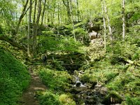 D, Rheinland-Pfalz, Manderscheid, Lieserpfad 7, Saxifraga-Tom Heijnen