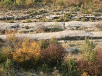 GR, Anatoliki Makedonia kai Thraki, Komotini 55, Saxifraga-Dirk Hilbers