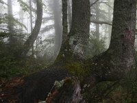 GR, Kentrikí Makedhonía, Dion Olympos, Mount Olympos 10, Saxifraga-Dirk Hilbers