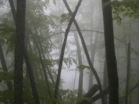 GR, Kentrikí Makedhonía, Dion Olympos, Mount Olympos 3, Saxifraga-Dirk Hilbers