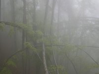 GR, Kentrikí Makedhonía, Dion Olympos, Mount Olympos 4, Saxifraga-Dirk Hilbers