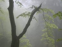 GR, Kentrikí Makedhonía, Dion Olympos, Mount Olympos 9, Saxifraga-Dirk Hilbers