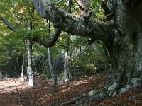 GR, Kentrikí Makedhonía, Sindiki, Ano Porroia 38, Saxifraga-Dirk Hilbers