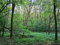 H, Borsod-Abauj-Zemplen, Saly, near Latorpuszta 1, Saxifraga-Tom Heijnen
