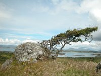 IRL, Co Mayo, Westport, Clew Bay 1, Saxifraga-Sasha van der Sleesen