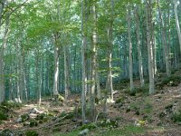 I, Lucca, Villa Collemandina, Parco Naturale dell'Orecchiella 1, Saxifraga-Tom Heijnen