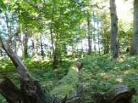 LV, Ventspils novads, Moricsala nature reserve 2, Saxifraga-National Botanical Garden of Latvia